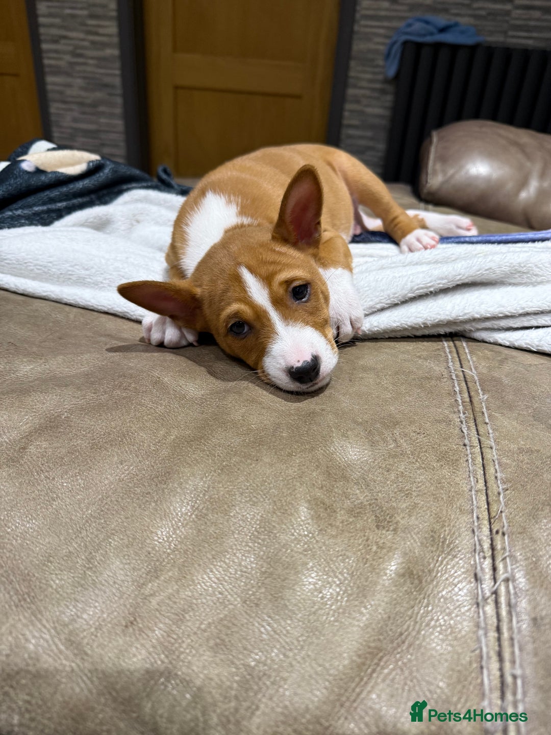 Basenji dogs for sale: Basenji Puppies looking for a new forever home - Image 5