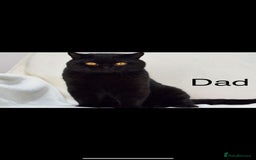 British Shorthair cats for sale: Beautiful BSH kittens 😻 - Image 15