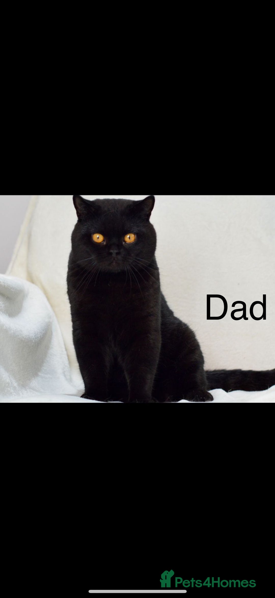 British Shorthair cats for sale: Beautiful BSH kittens 😻 - Image 15