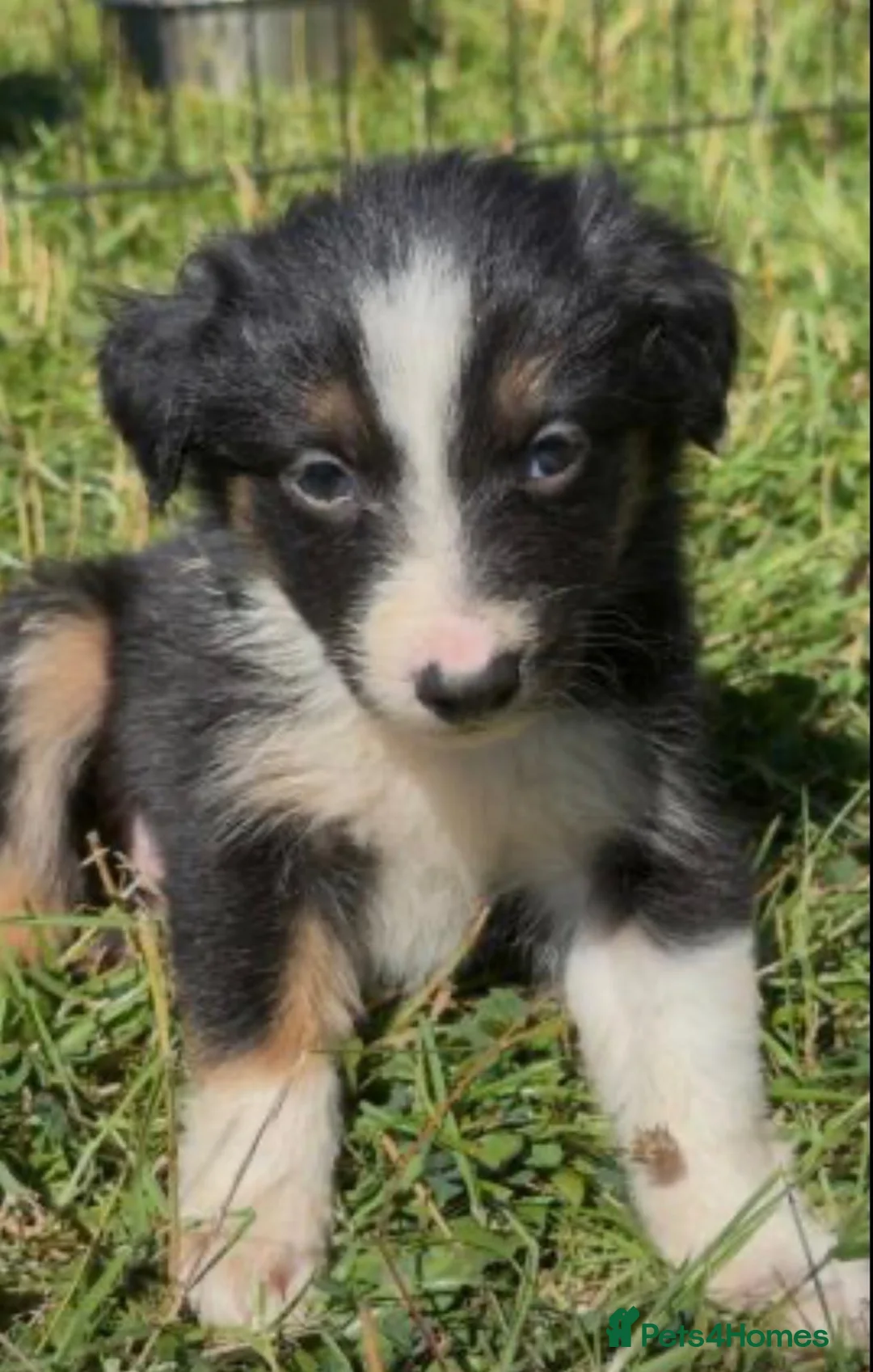Border Collie dogs for sale: Beautiful border collies for sale - Advert 1