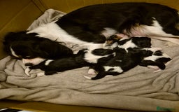 Cavalier King Charles Spaniel dogs for sale: 2 Beautiful Boys - Image 5
