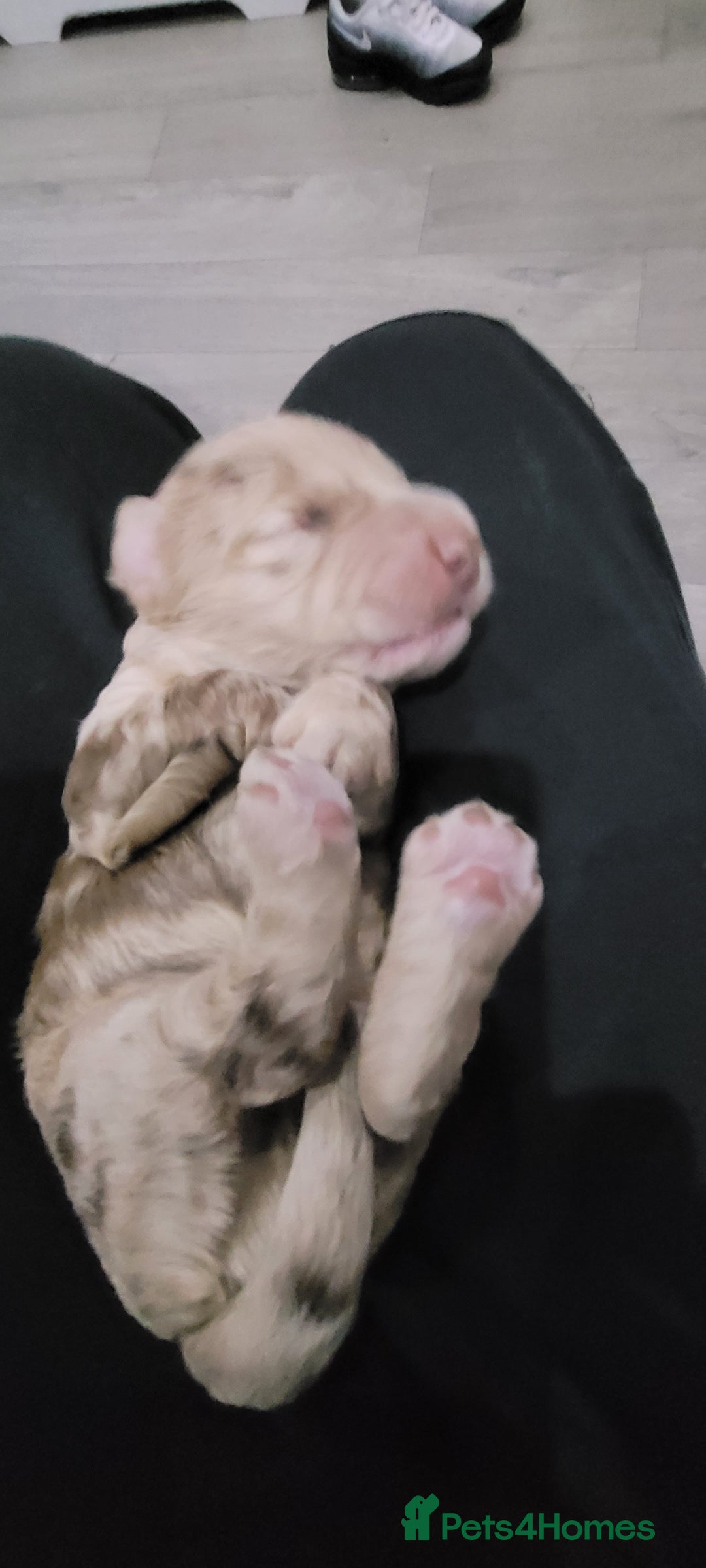 Cockapoo dogs for sale: F3b Merle Cockapoos - Image 6