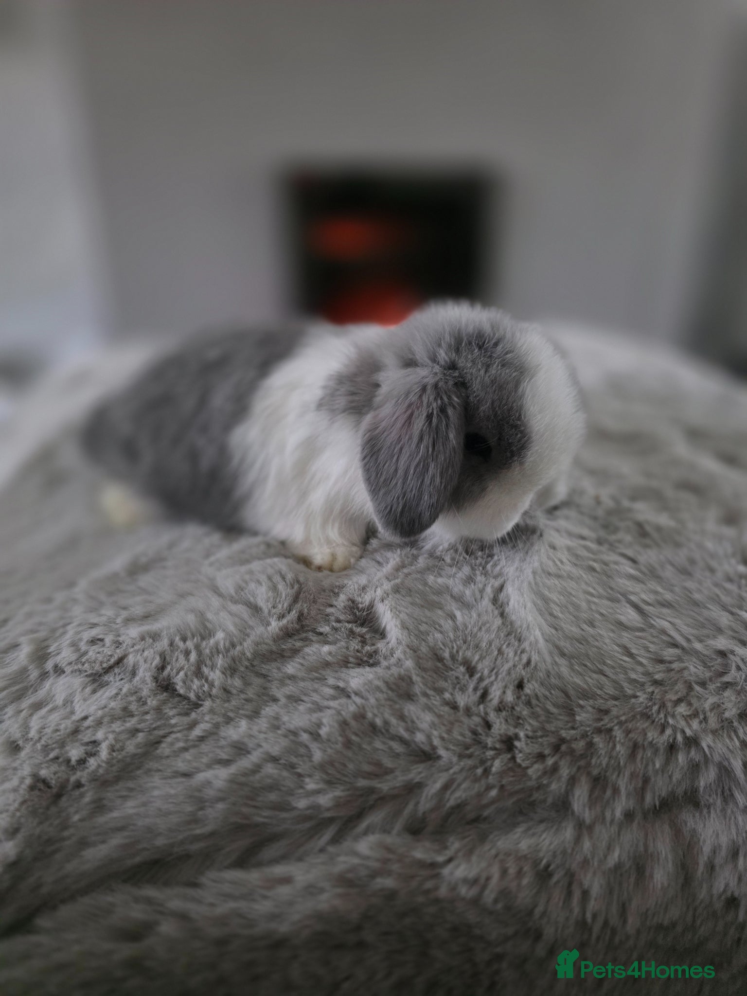 Mini Lop rabbits Mini lop Buck very friendly  - Advert 10