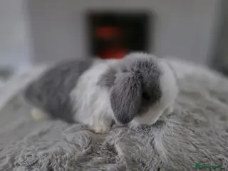 Mini Lop rabbits Mini lop Buck very friendly - Advert 10