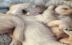 Golden Retriever dogs for sale: Golden retriever puppies  - Image 9