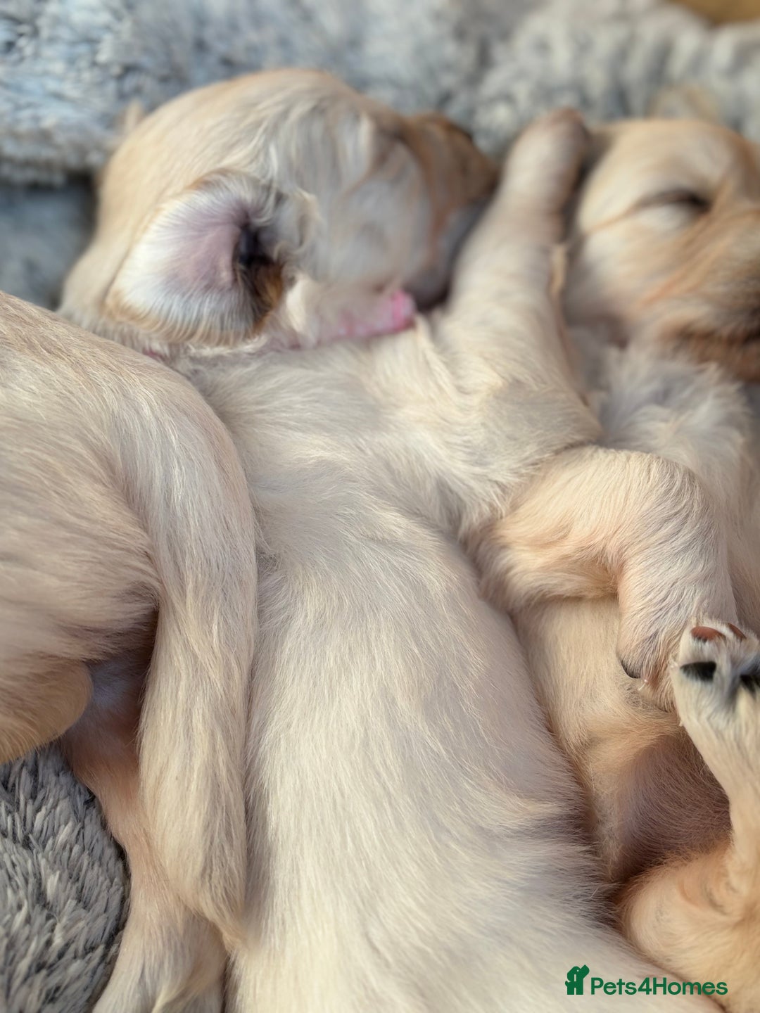 Golden Retriever dogs for sale: Golden retriever puppies  - Image 9