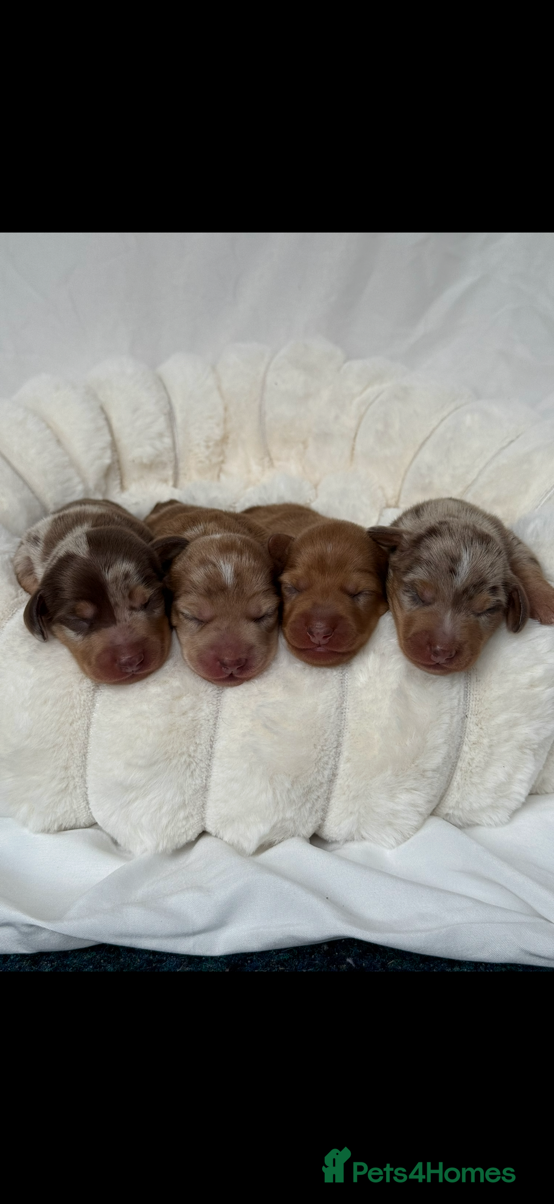 Miniature Dachshund dogs for sale: Miniature Dachshunds Puppies PRA Clear, KC Reg - Image 1