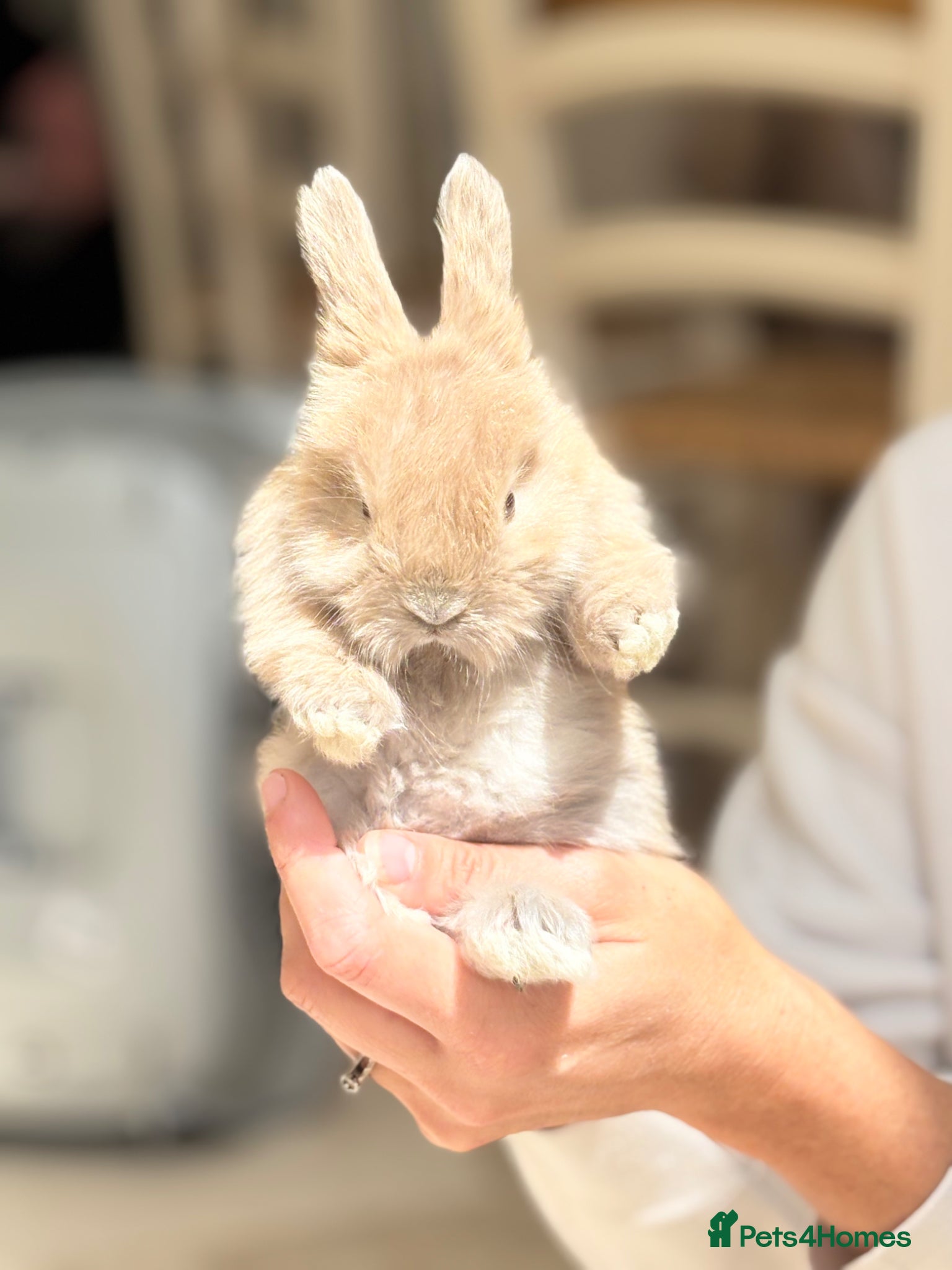 Angora rabbits Beautiful Angora rabbits - Advert 2