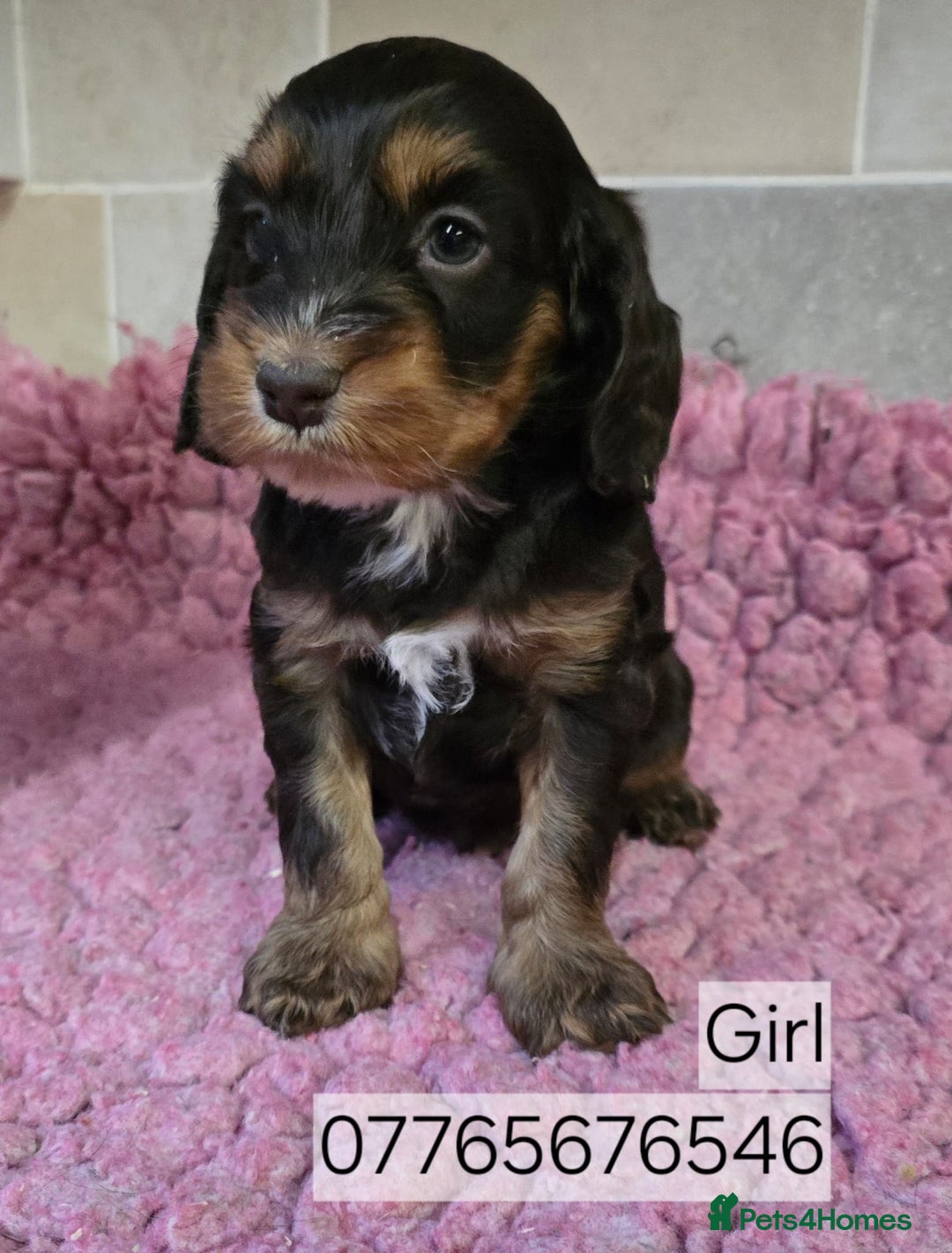 Cockapoo dogs for sale: Classic Cockapoo Puppies Homebred Council Licenced - Advert 5