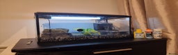 Terrapin reptiles for sale: Terrapin - Advert 4
