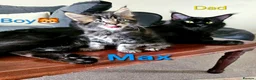 Maine Coon cats for sale: 🐈 Gorgeous Maine Coon Kittens Ready for new homes - Advert 1