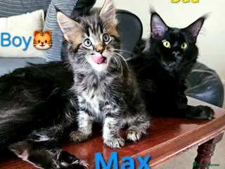 Maine Coon cats 🐈 Gorgeous Maine Coon Kittens Ready for new homes - Advert 6