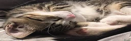 Domestic Shorthair cats for sale: 5 beautiful lovely kittens 🐾🐾 in Boston - Advert 38