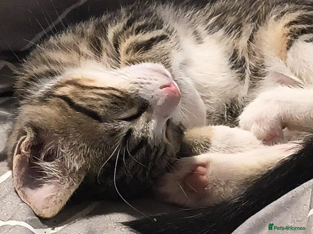 Domestic Shorthair cats for sale: 5 beautiful lovely kittens 🐾🐾 in Boston - Advert 38