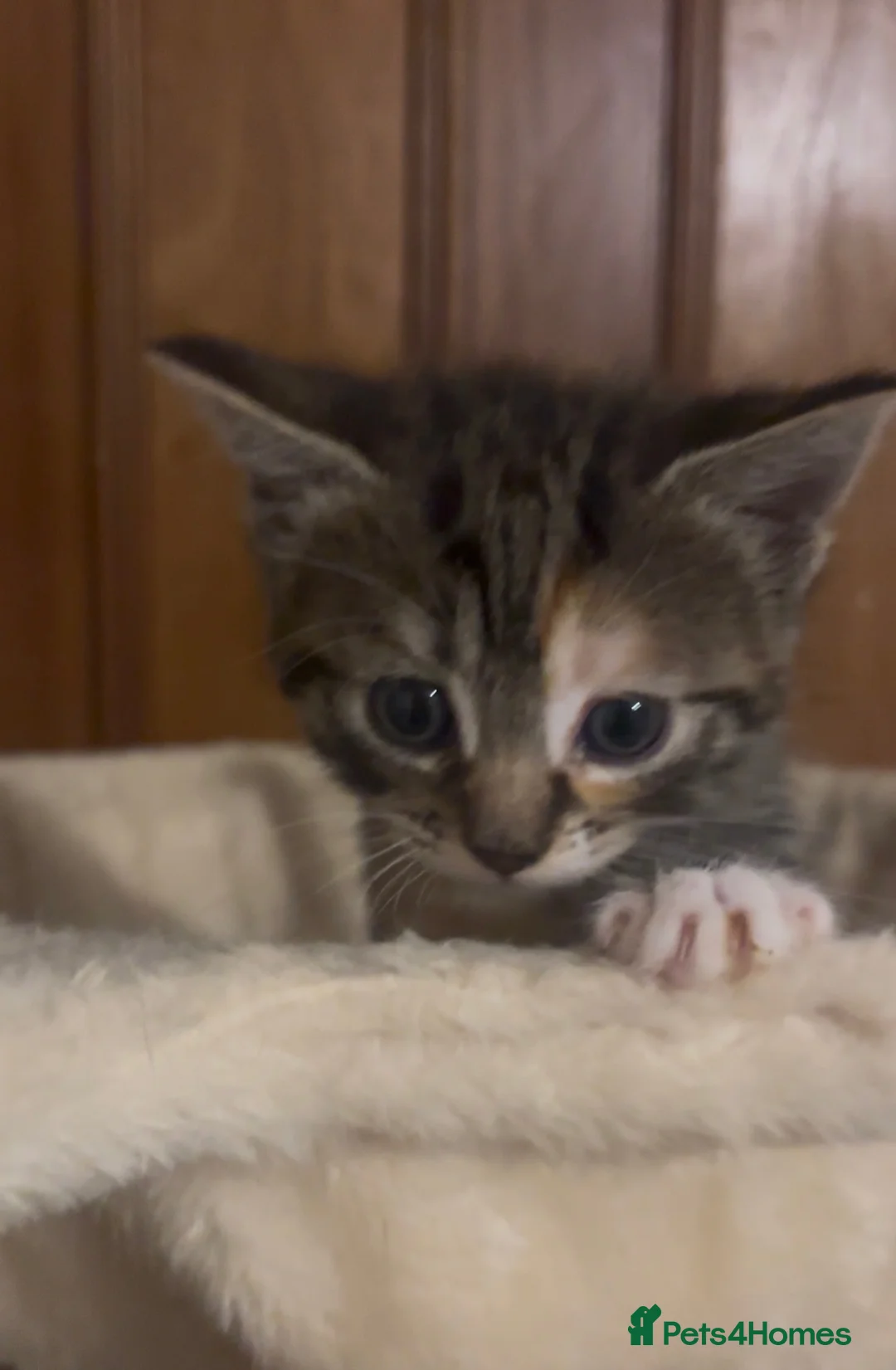 Mixed Breed cats for sale: Beautiful kittens - Advert 9