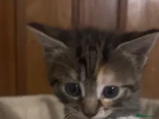 Mixed Breed cats Beautiful kittens - Advert 12