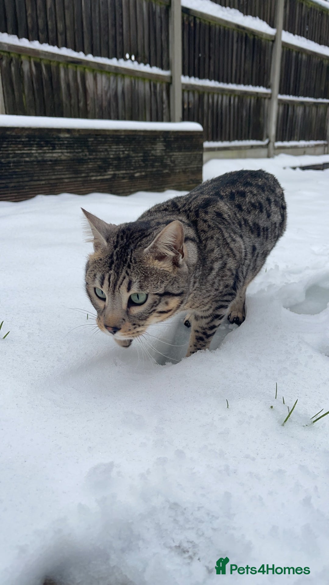 Bengal cats for sale: Neo the Bengal - Advert 9