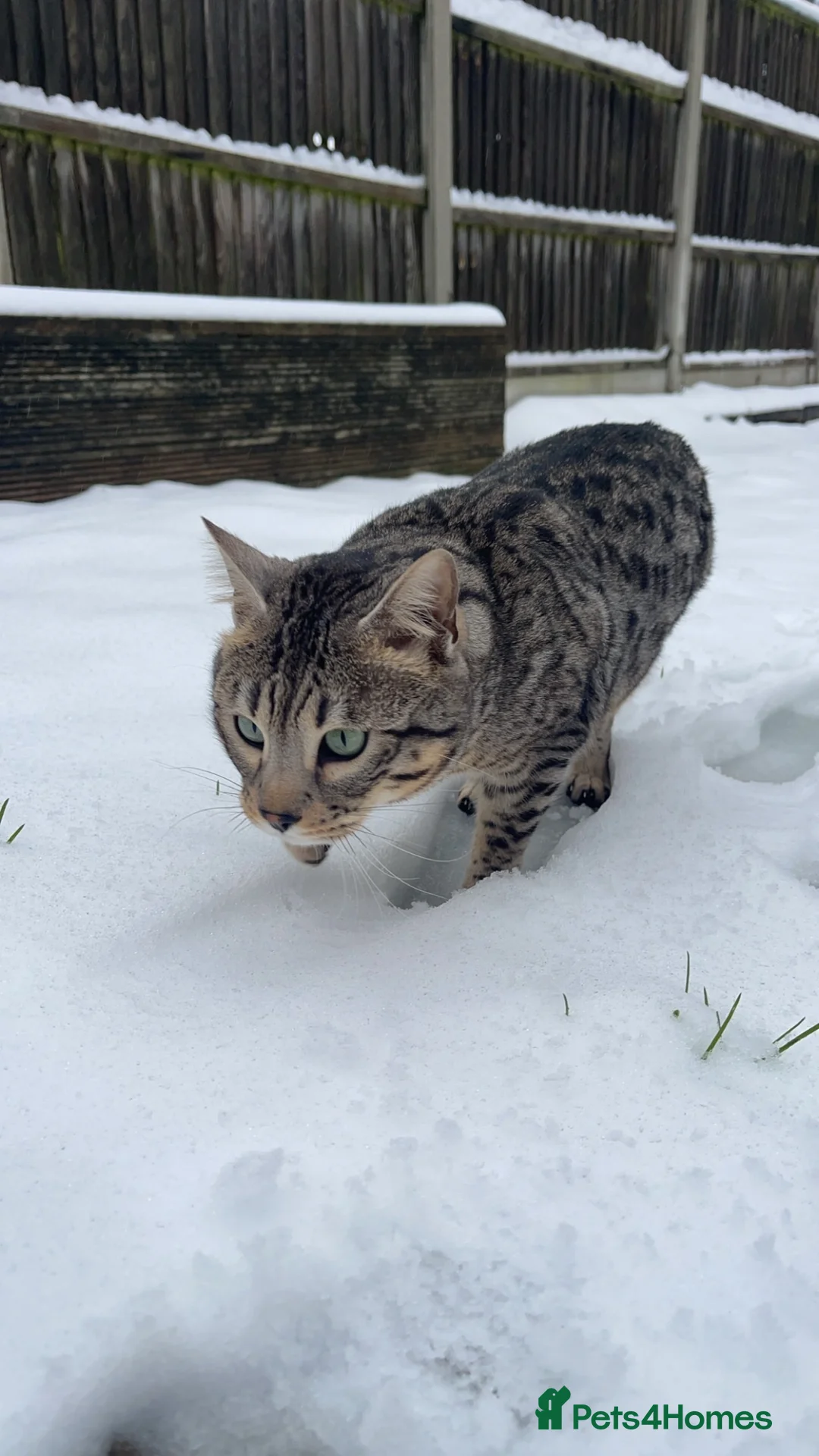 Bengal cats for sale: Neo the Bengal - Advert 9