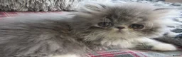 Persian cats for sale: Adorable female Persian kittens - Advert 5