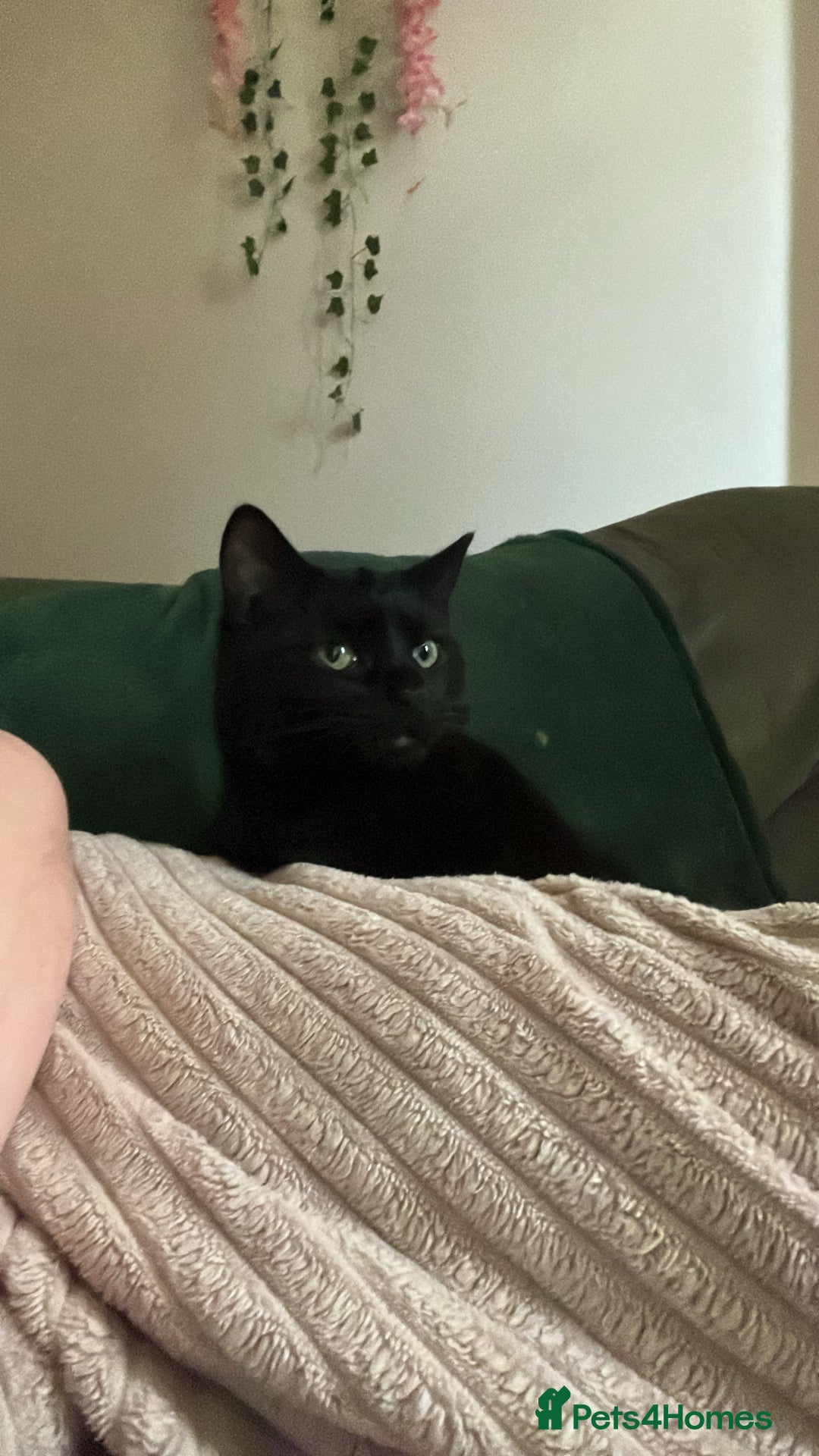 Mixed Breed cats for sale: 2 bonded cats - Advert 8