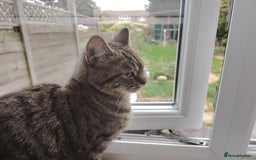 Bengal cats for sale: Beautiful tabby girl - Image 3