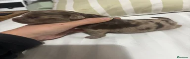 Cockapoo 1