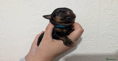 Rottweiler dogs - Advert 5