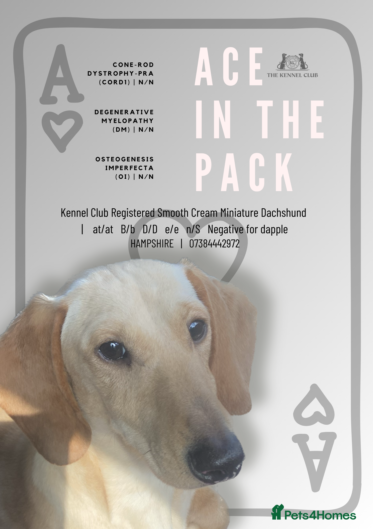 Miniature Dachshund dogs KC Reg- PRA clear Smooth haired Cream Stud  in Southampton - Advert 2