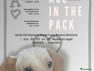 Miniature Dachshund dogs in Southampton - Advert 3