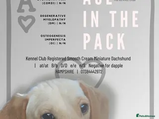 Miniature Dachshund dogs KC Reg- PRA clear Smooth haired Cream Stud in Southampton - Advert 1