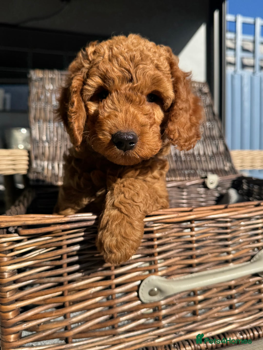 Cockapoo dogs for sale: Cockapoo Litter Due 25th January  - Advert 25