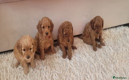 Cockapoo dogs for sale: 2nd generation cockapoo pups - Image 16