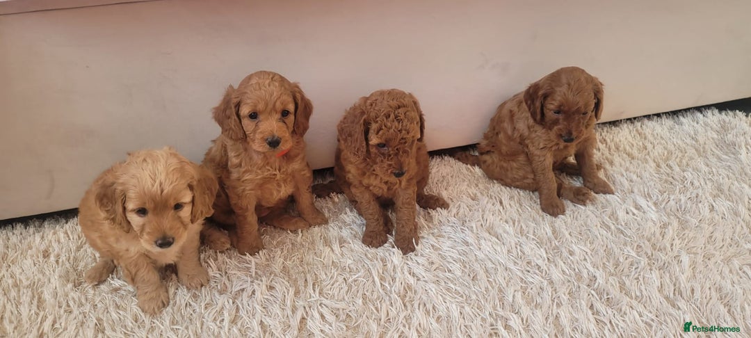 Cockapoo dogs for sale: 2nd generation cockapoo pups - Image 16