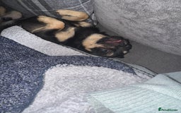 Chug dogs for sale: Chug male  - Image 4