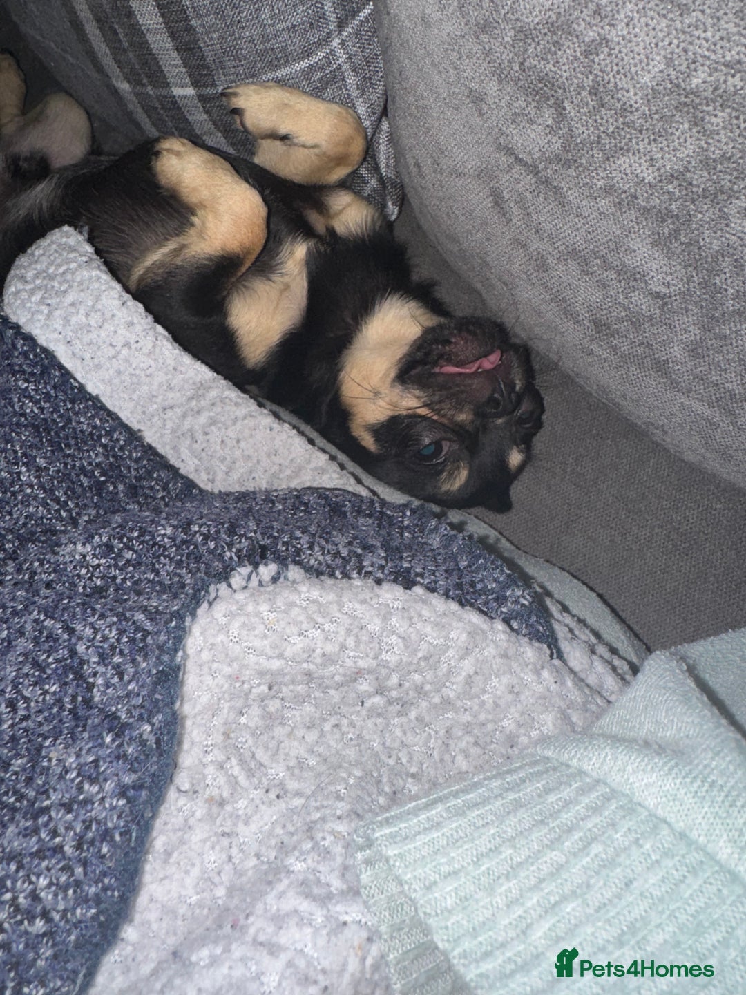 Chug dogs for sale: Chug male  - Image 4