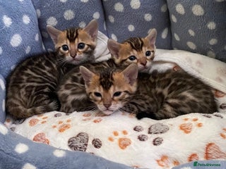 Bengal cats TICA 🩷 Health Tested 💙 Pedigree Bengal Kittens - Advert 3
