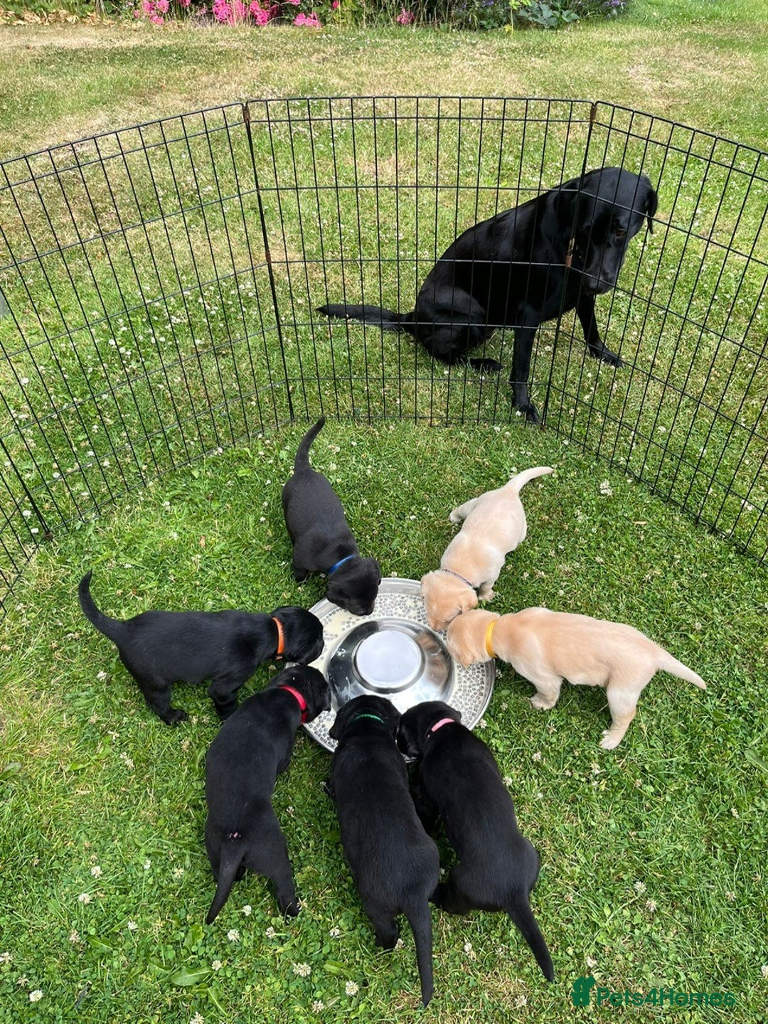 Labrador Retriever dogs for sale: 1 x Black Dog - KC reg, FTCH sired in Droitwich - Image 8
