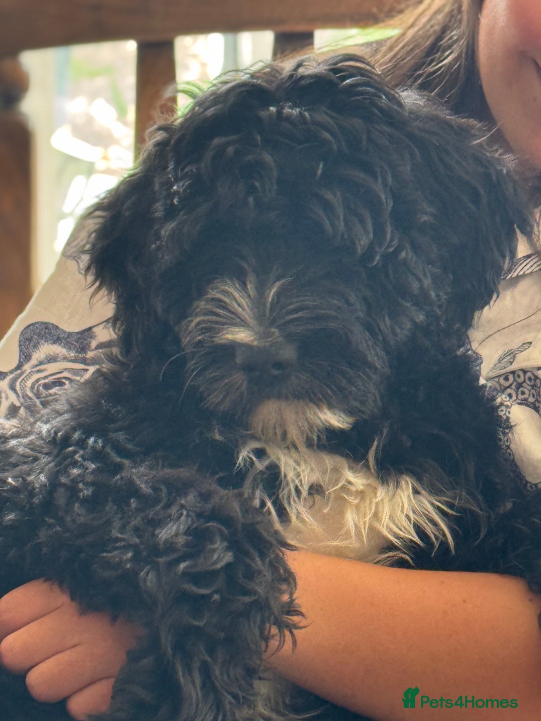 Portuguese Water Dog dogs for sale: ARTSEADOG KC registered Pure Portuguese Waterdogs - Image 18