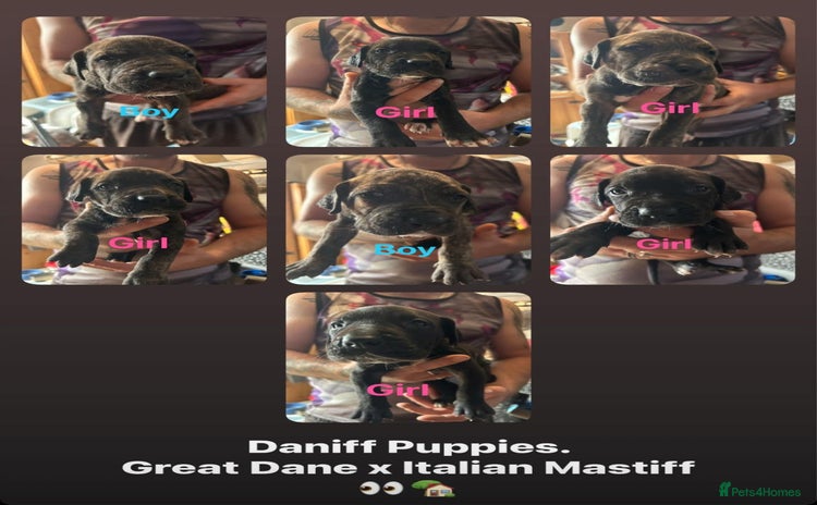 Mixed Breed dogs - Advert 8