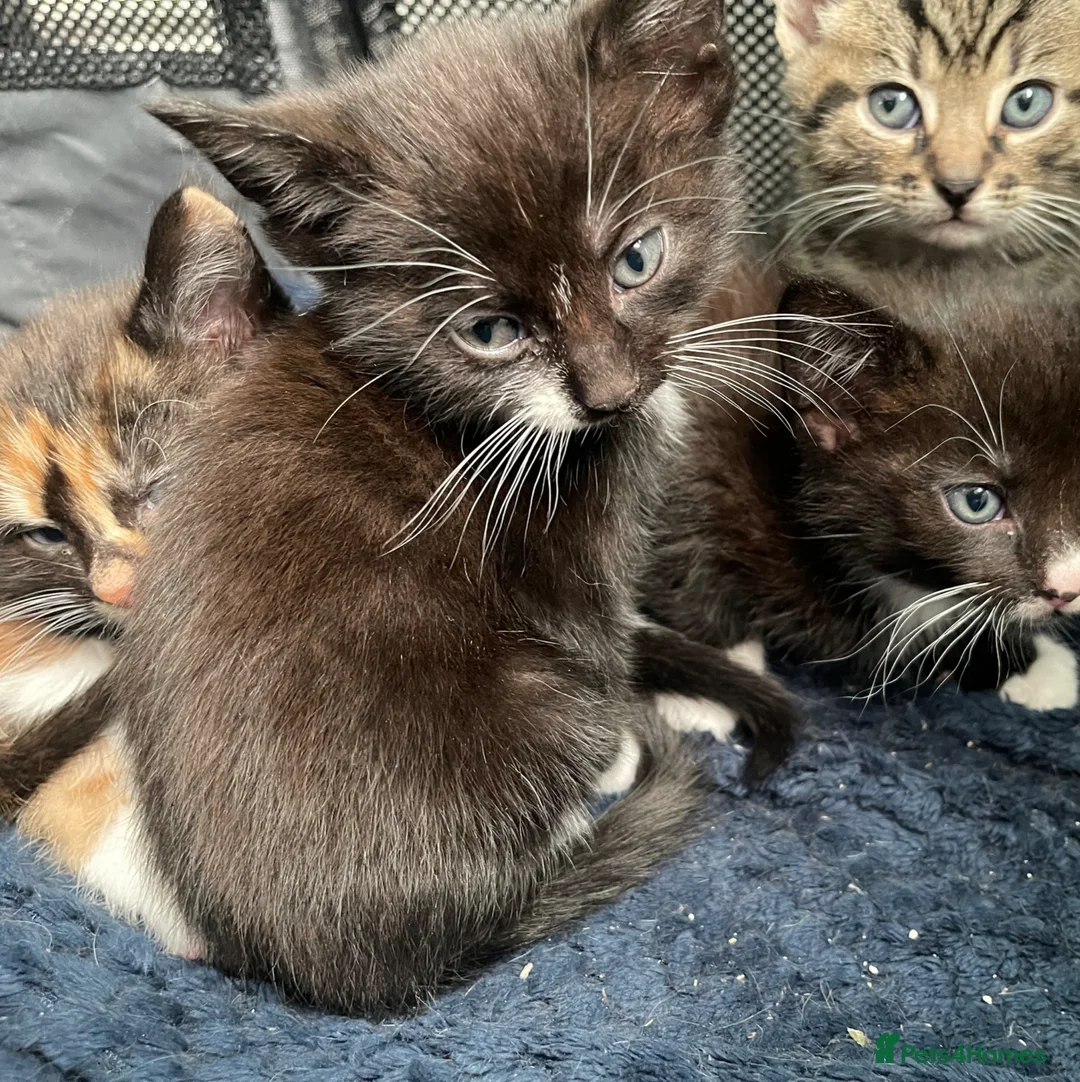 Mixed Breed cats for sale: Handsome Black and White / Tuxedo Male Kitten  - Advert 2