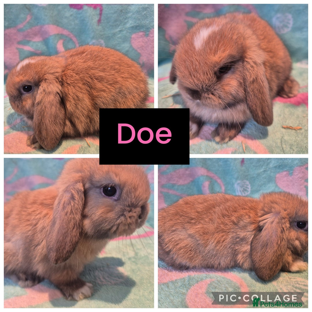 Mini Lop rabbits for sale: 6 gorgeous mini lops - Advert 3