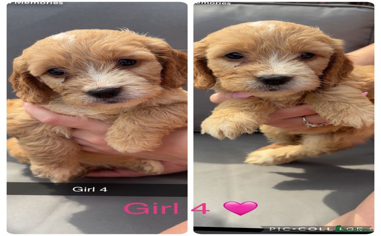 Cockapoo dogs - Advert 1