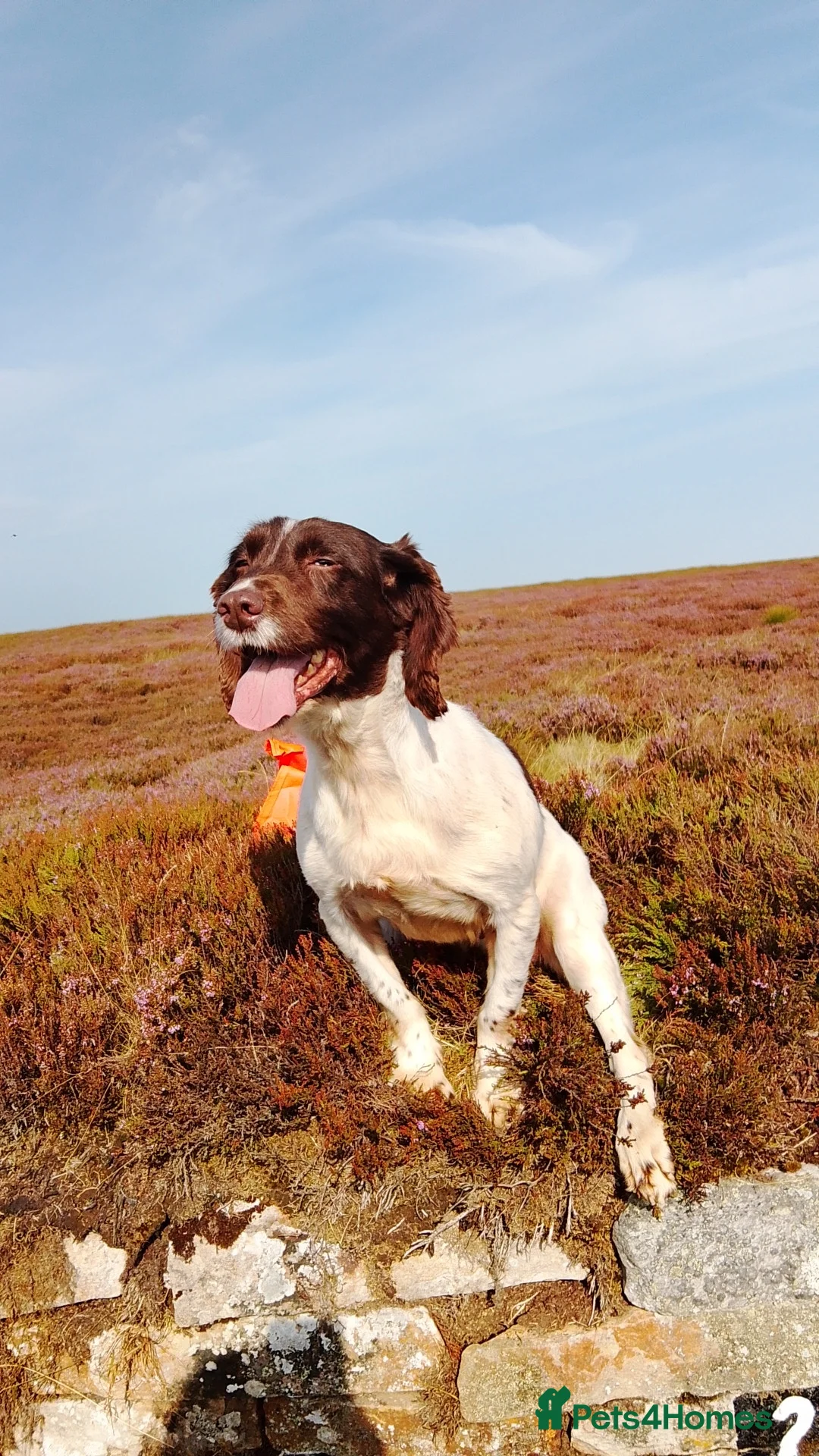 English Springer Spaniel dogs for sale: Nearly 5 years old springer bitch  - Advert 2