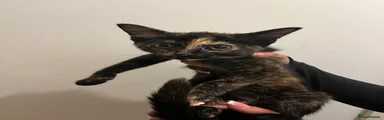 Gumbo