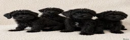 Schnoodle dogs for sale: Beautiful Miniature Schnauzer × Toy Poodle Puppies in Brentwood - Advert 5