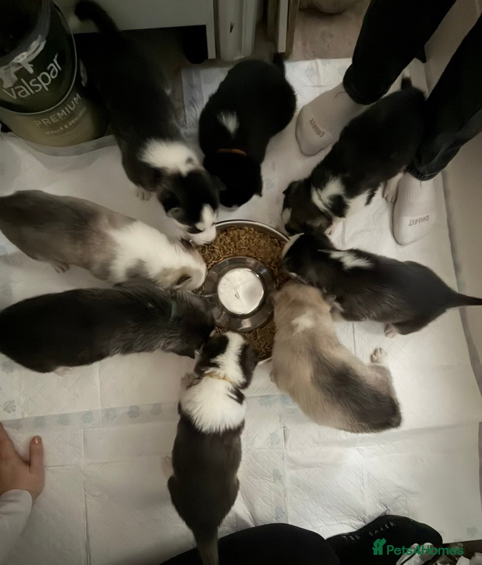 Siberian Husky dogs Siberian huskies for sale  - Advert 5