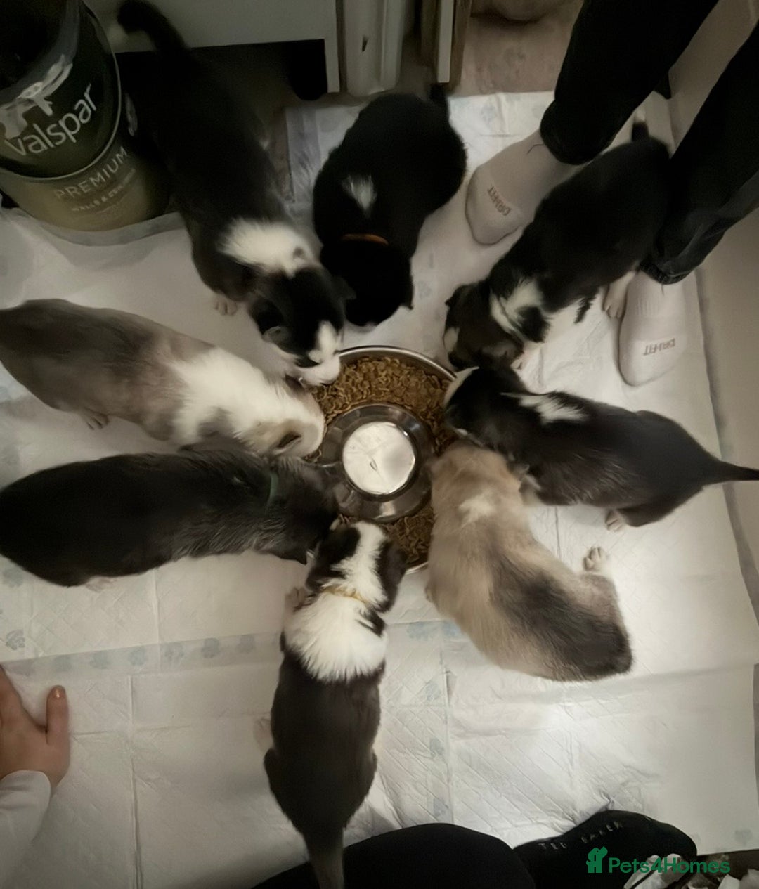 Siberian Husky dogs for sale: Siberian huskies for sale  - Advert 1