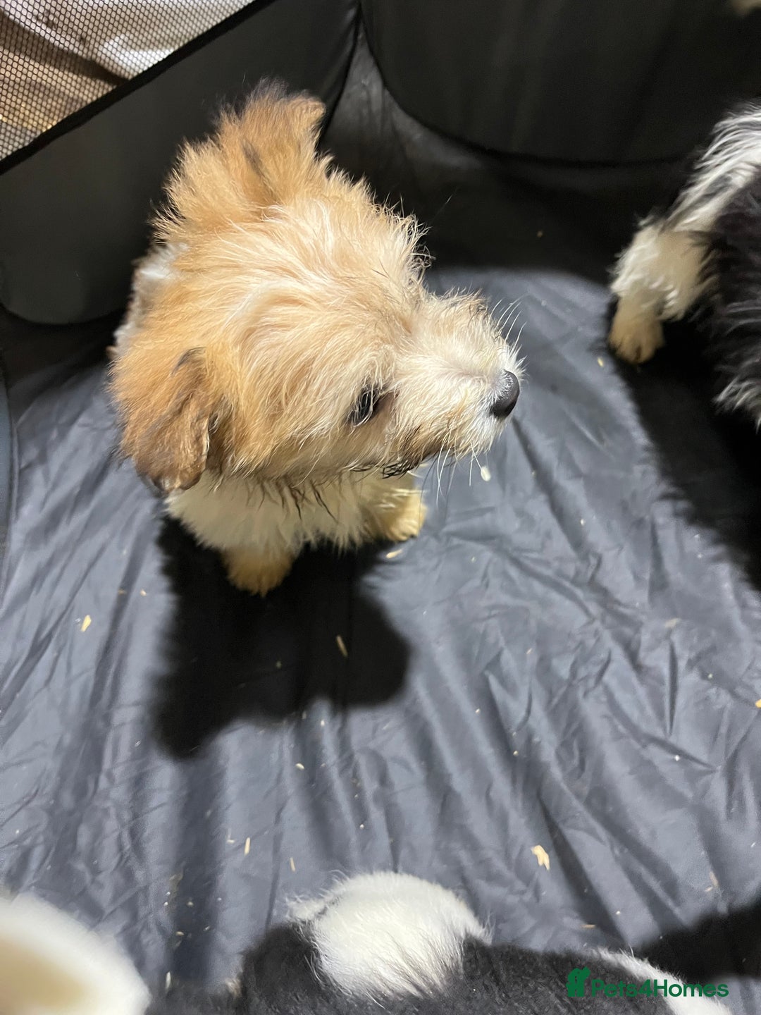 Jackapoo dogs for sale: Beautiful babies  - Advert 3