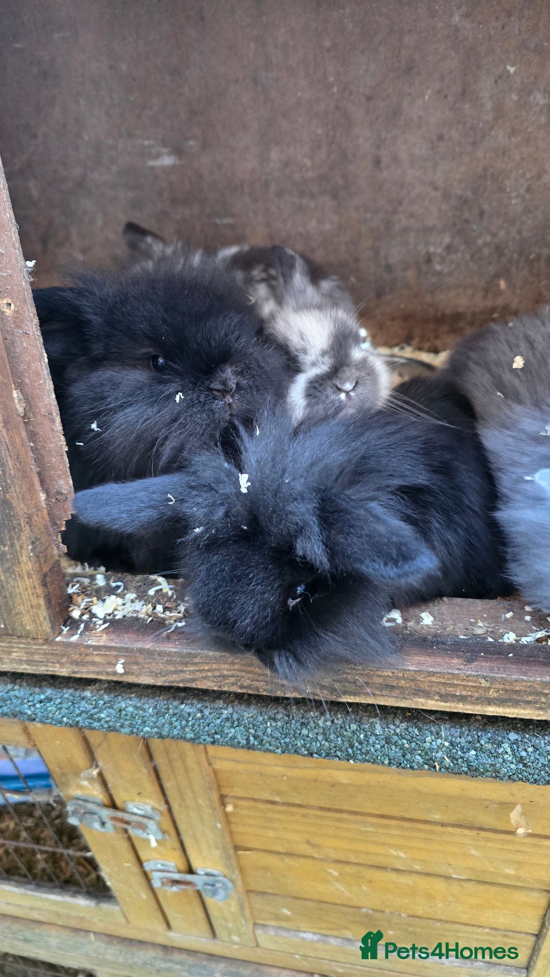 Mini Lop rabbits for sale: Mini Lop Baby Rabbits - Advert 7