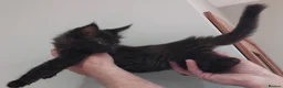 Maine Coon cats for sale: Maine coon kittens registed. Black smoke, grey, - Advert 7
